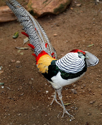 Tri 7 mau xanh 2.jpg